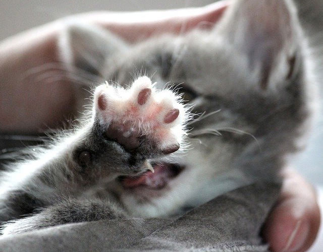 毛づくろいする仔猫